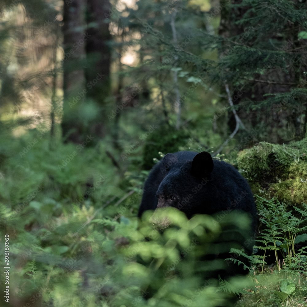 Fototapeta premium Side Profile of Black Bear