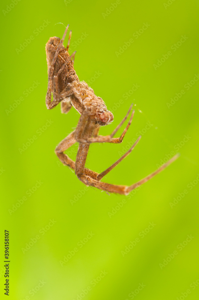 Naklejka premium Feather-legged lace weaver (Uloborus plumipes), Liguria, Italy.