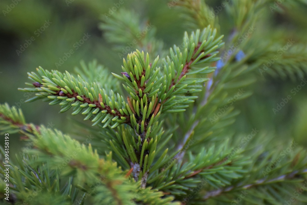 Fir branche as a close up against a green background Fir branche as a close up against a green background