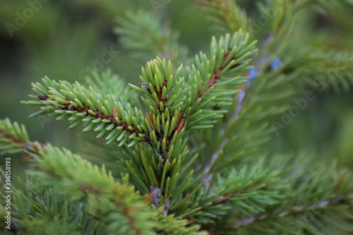 Fir branche as a close up against a green background