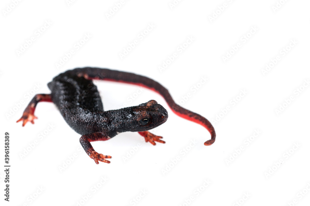 Fototapeta premium Northern spectacled salamander (Salamandrina perspicillata) on white background, Liguria, Italy.
