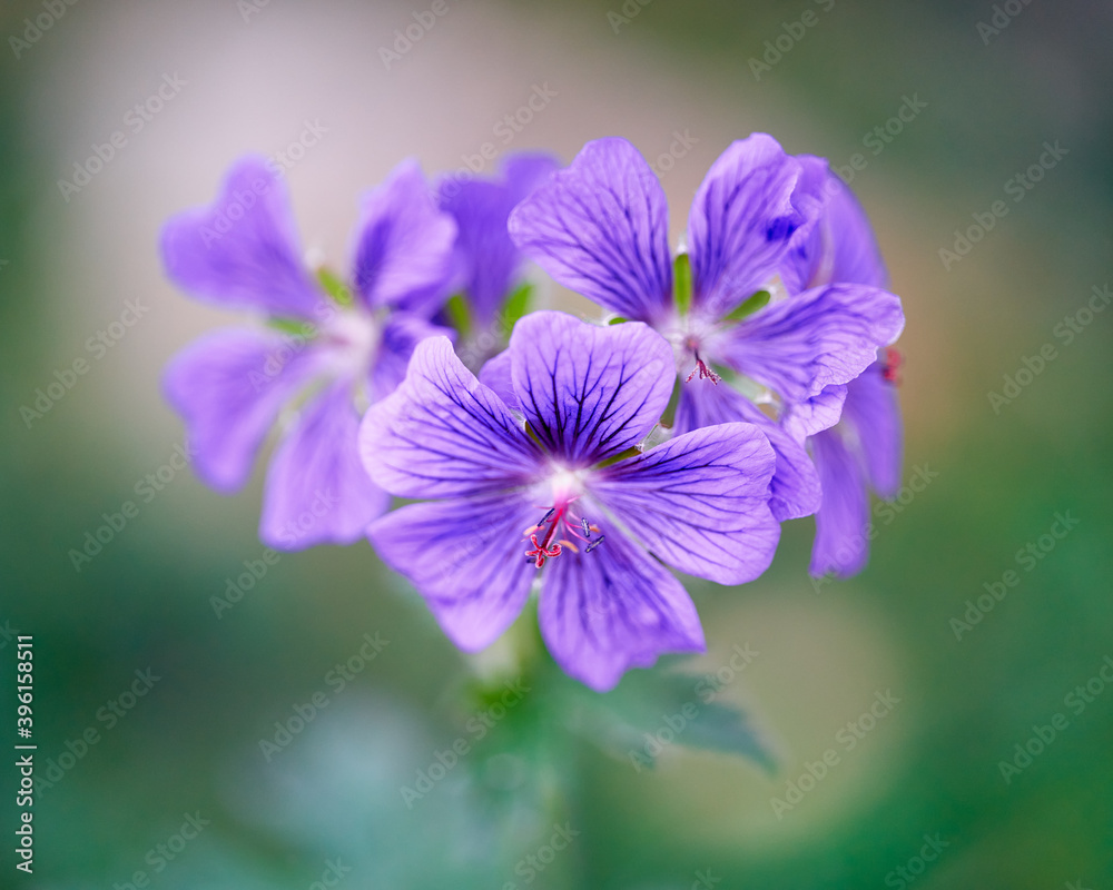 Flowers Flowers