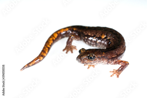 North west italian cave salamander (Hyromantes strinatii) on white background, Italy.