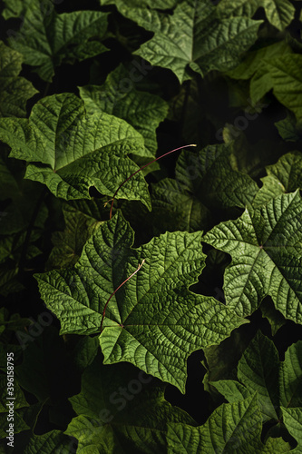 Green leaves in dark background.Tropical leaves forest wallpaper