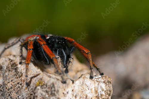 A jumping spider (Philaeus chrysops) male portrait, Liguria, Italy.