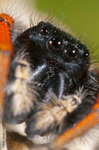 A jumping spider (Philaeus chrysops) male portrait, Liguria, Italy.