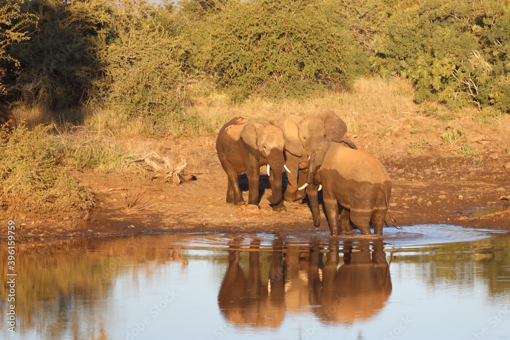 Afrikanischer Elefant / African elephant / Loxodonta africana Afrikanischer Elefant / African elephant / Loxodonta africana