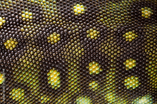 Pattern skin of an Ocellated lizard (Timon lepidus) juvenile, Italy.