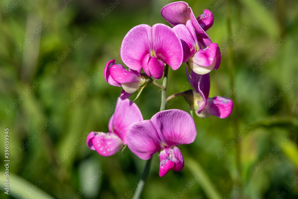 Flowers Flowers