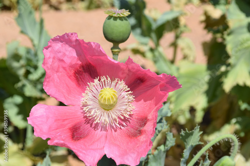 Poppy field with poppy blossoms in pink photo