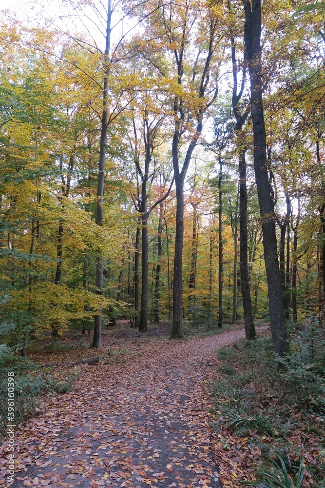 Kurviger Waldweg im Herbst in Stuttgart