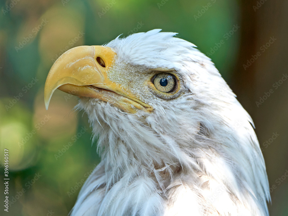 Bald eagle (Haliaeetus leucocephalus) Bald eagle (Haliaeetus leucocephalus)