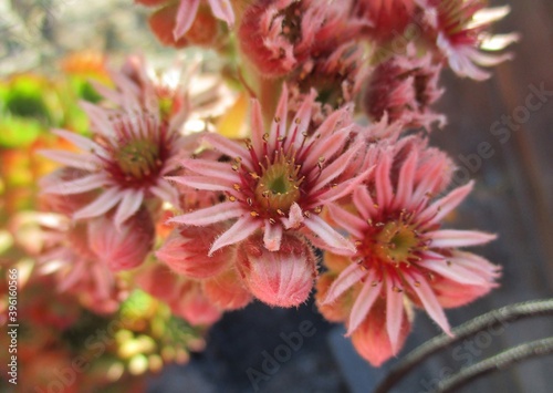 Trois fleurs alignées et boutons floraux d'une joubarbe des toits (Sempervivum tectorum).