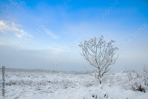 lonely tree © Perytskyy