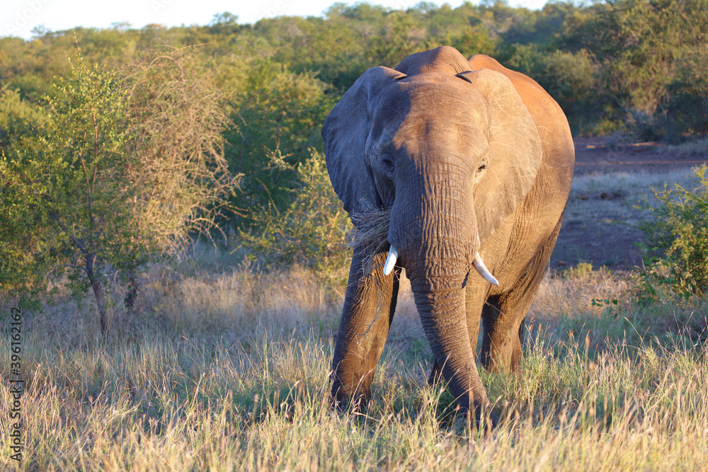 Fototapeta premium Afrikanischer Elefant / African elephant / Loxodonta africana