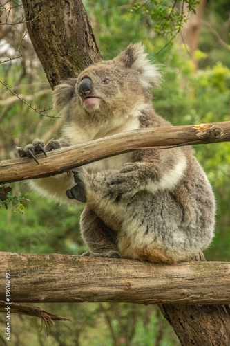 Fluffy koala on eucalyptus tree in Australia