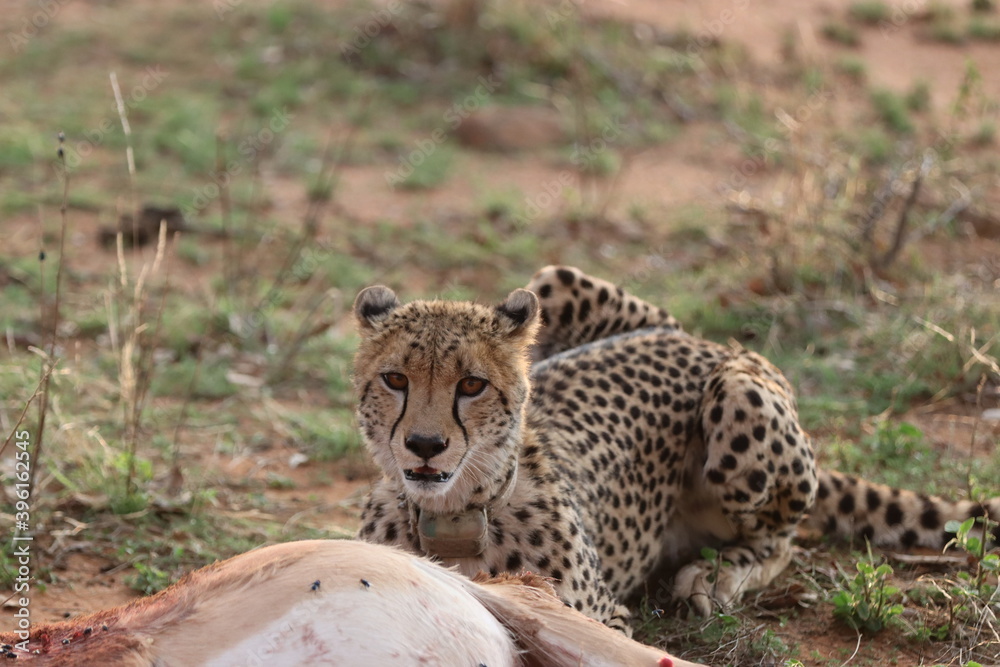 Collared Cheetah with antelope kill Collared Cheetah with antelope kill