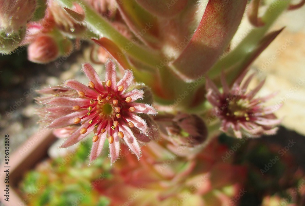 Common houseleek flower (Sempervivum tectorum) Common houseleek flower (Sempervivum tectorum)