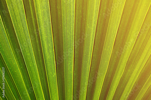 Close-up of decorative palm leaves, green background, pattern.