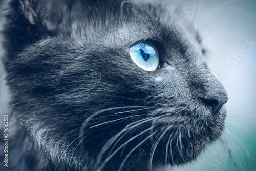 Fototapeta Naklejka Na Ścianę i Meble -  Dark ferocious looking face, looking up cats eye macro close up photograph, blue eyes long hair and dark black skin.