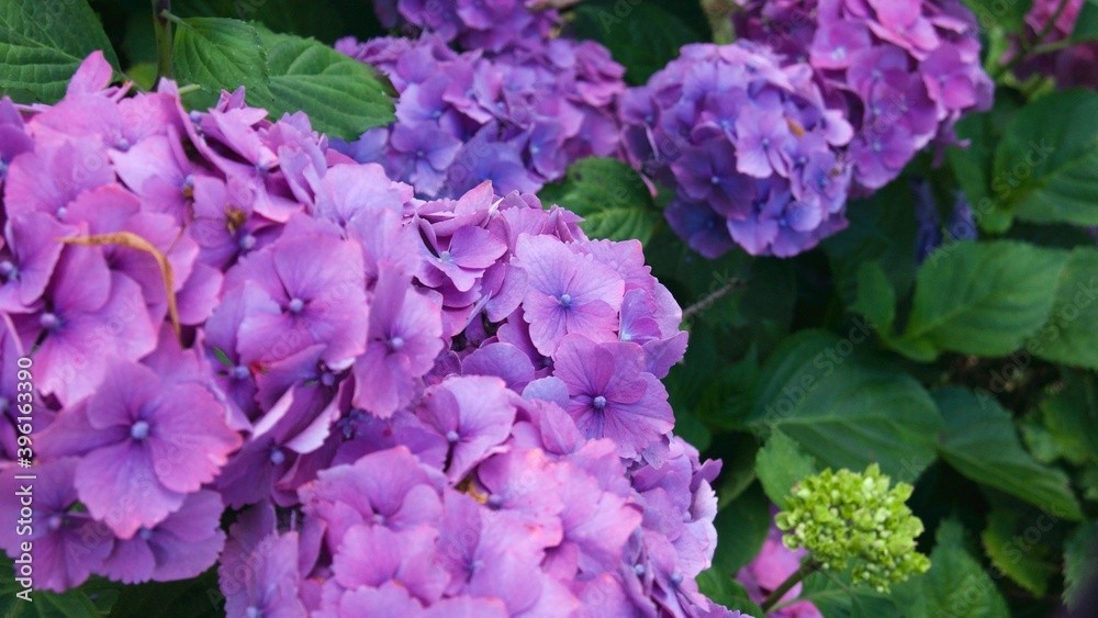 Close up of beautiful large purple hortensia flowers found in a park in Stirling
