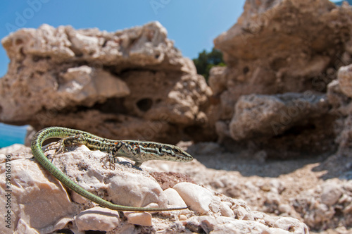 Tyrrhenian wall lizard  Podarcis tiliguerta  in its habitat in Sardinia  Italy.