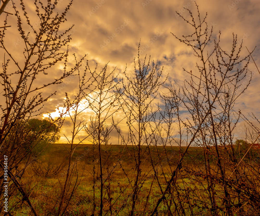 Obraz premium Shrubs in the forest at sunset warm bluish sky with dark clouds.