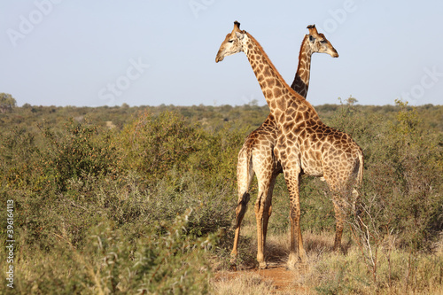 Giraffe / Giraffe / Giraffa Camelopardalis