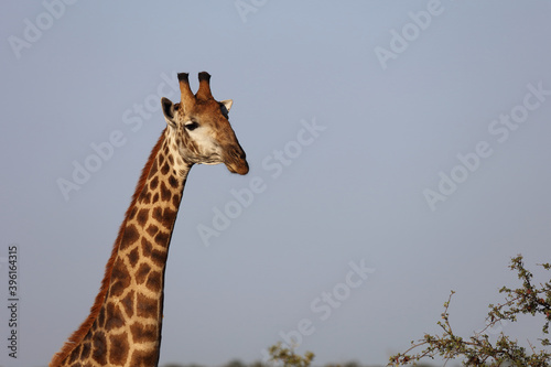 Canvas Print Giraffe / Giraffe / Giraffa Camelopardalis