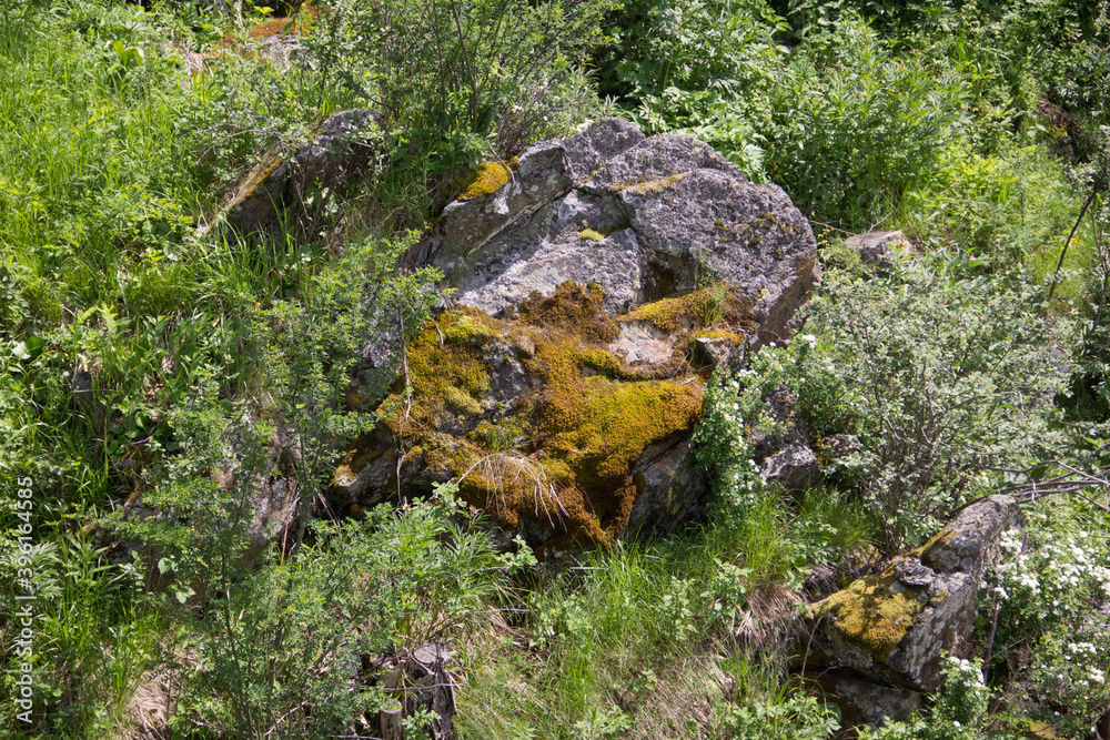 Obraz premium moss on the rock