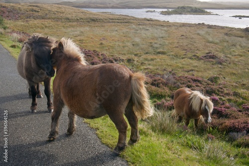 3 Cute wild ponies in a nature reserve in South Uist, Outer Hebrides