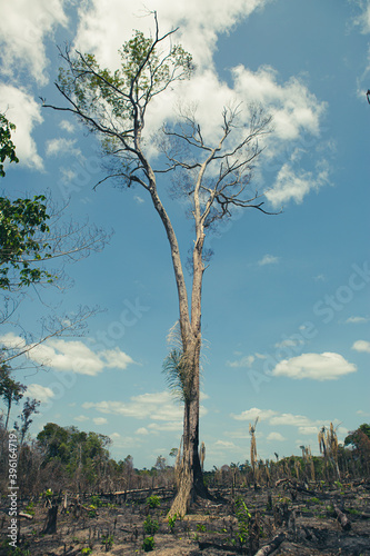 Burnt trees in a deforestation of native vegetation area at the Brazilian Amazon forest. photo