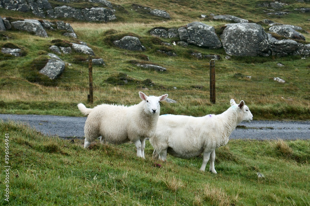 Fototapeta premium Curious wet Scottish Sheep grazing freely on the island of Barra, Outer Hebrides