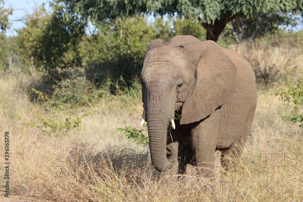 Afrikanischer Elefant / African elephant / Loxodonta africana. Afrikanischer Elefant / African elephant / Loxodonta africana.