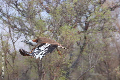 Denham's Bustard or Stanley's Bustard - Neotis denhami photo