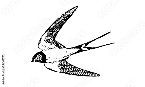 Hirondelle.