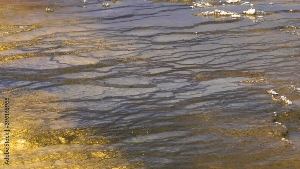 Algae-bacterial mats. Hot thermal spring, hot pool in the Yellowstone National park. Wyoming, USA Algae-bacterial mats. Hot thermal spring, hot pool in the Yellowstone National park. Wyoming, USA