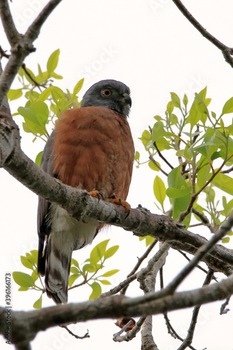 Double-toothed Kite (Harpagus bidentatus) perched on a cloudy background in mata de são João; Bahia; Brazil photo