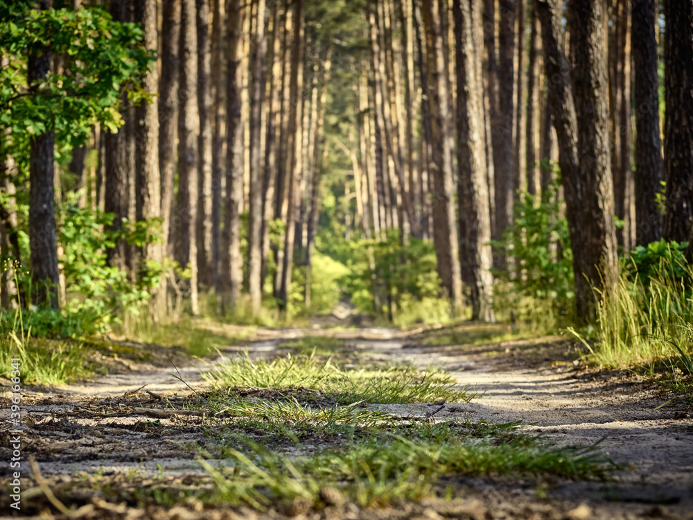 Fototapeta premium Countryside trail in the forest