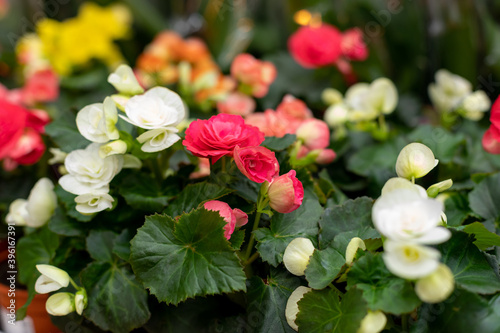 White red Begonia cucullata also known as clubed begonia or wax begonia, close-up and high angle view in garden photo