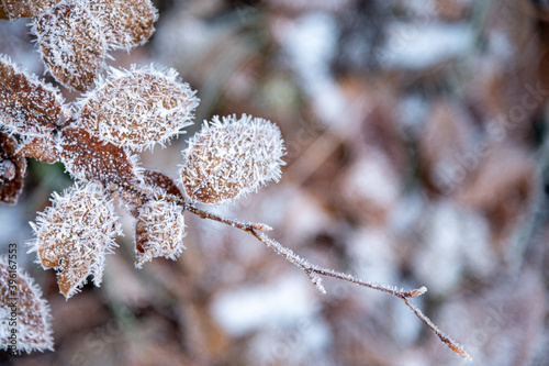 Nahaufnahme von fragilem und einzigartigem Raureif und Eiskristallen auf einem braunen herbstlichen Buchenblatt