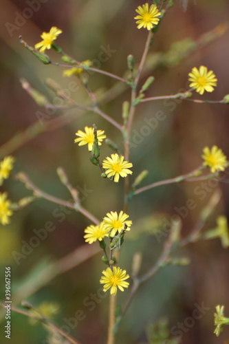 It grows in nature Lactuca serriola