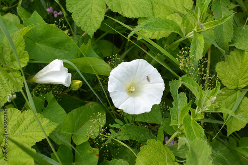 Calystegia sepium grows in the wild photo