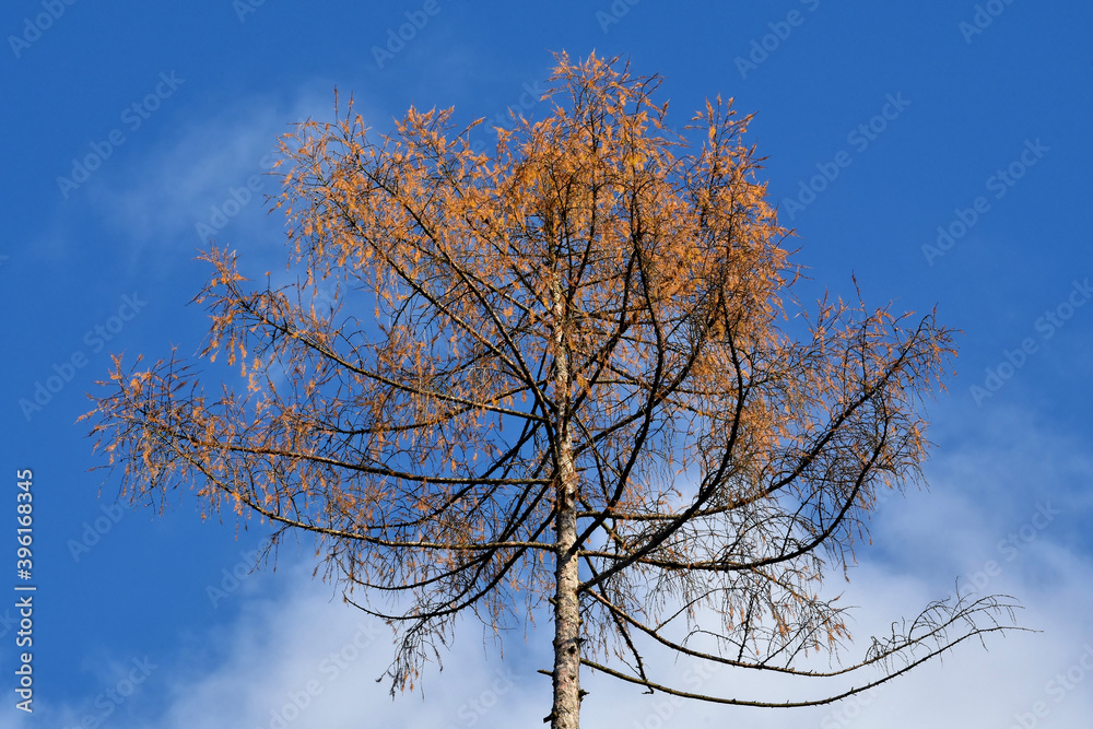 Die Zeder hat einen großen Teil ihrer im Herbst gefärbten Nadeln verloren Die Zeder hat einen großen Teil ihrer im Herbst gefärbten Nadeln verloren