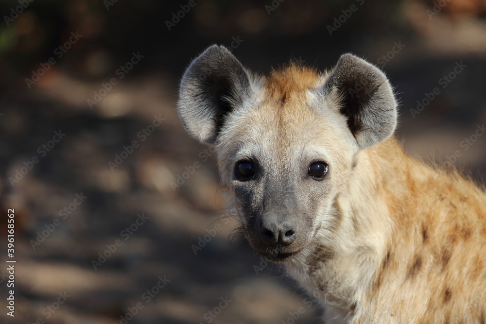 Tüpfelhyäne / Spotted Hyaena / Crocuta crocuta. Tüpfelhyäne / Spotted Hyaena / Crocuta crocuta.