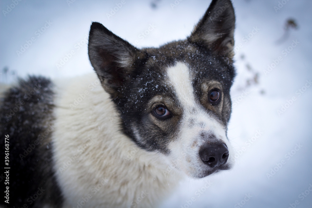 Портрет собаки на фоне снега 
