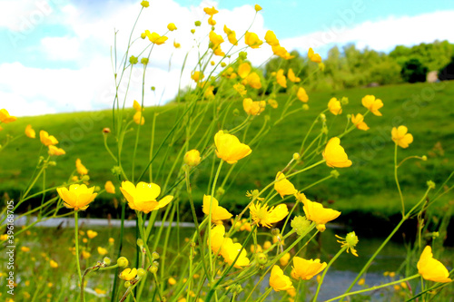 желтые цветочки на фоне реки 