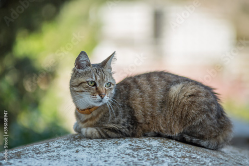 Homeless animals. Cat on the street of the city.