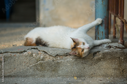 Homeless animals. Cat on the street of the city. © Arina B