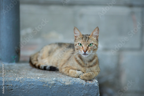 Homeless animals. Cat on the street of the city.